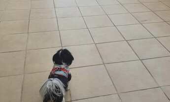 Imagem 7: Apartamento para Venda em São Caetano do Sul, Osvaldo Cruz, 3 dormitórios, 2 banheiros, 1