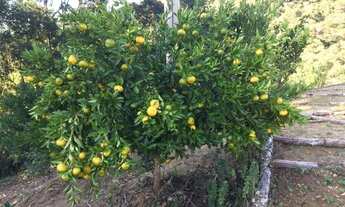 Imagem 3: Sítio em Segunda linha - Águas Mornas, SC