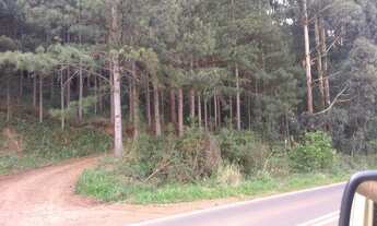 Imagem: TERRENO COM REFLORESTAMENTO