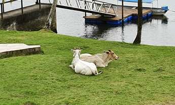 Imagem 4: Vendo Fazenda em Maragogipe/Bahia com 160 Hectares - Oportunidade única!!