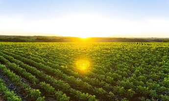 Imagem 7: MM - Fazenda Cultura Mista