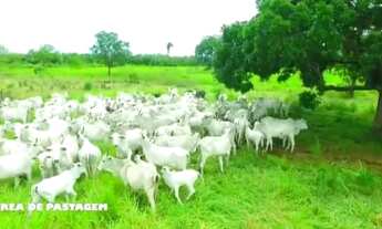 Imagem 5: Fazenda Fazenda / sítio com venda por R$4.500