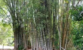 Imagem 2: Chácara 15.000m² , com luz, riacho nos fundos, Jaboticatubas