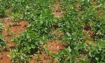 Imagem 2: Chácara 5 mil metros