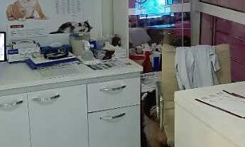 Imagem 2: Loja Pet Shop Faturando alto Baln Camboriu Leia Anuncio