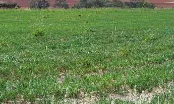 Imagem 2: Sítio ótima oportunidade