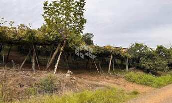 Imagem 6: Propriedade Rural com produção de Uvas e uma casa de Mista