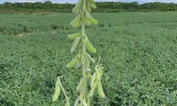 Imagem 4: Fazenda arrendamento 850 hec em Nobres MT