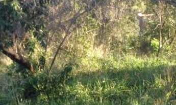 Imagem 3: Terreno no bairro Jacaroá - Maricá