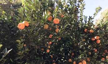 Imagem 3: Aluga-se excelente casa no Parque Estrela Dalva X - Jardim Ingá