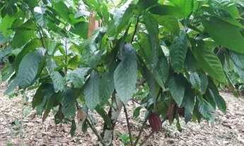 Imagem 2: Vendo um Sítio com Casa Sede