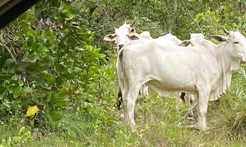 Imagem 3: Fazenda 488ha Paranã Tocantins