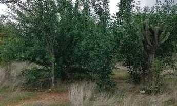 Imagem 5: Terreno para chacara