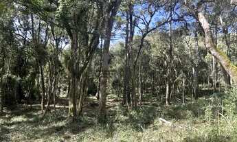 Imagem 3: Fazenda para Venda em Centro Bocaiúva do Sul-PR - 582