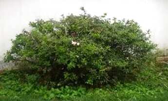 Imagem 6: Casa com 3 dormitórios para alugar, 250 m² por R$ 3.650/mês - Colina do Castelo - Jaguariú