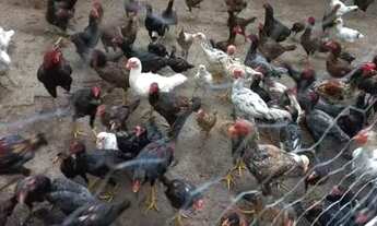 Imagem 2: VENDO CHÁCARA RICA EM ÁGUA SANTO ANTÔNIO DESCOBERTO GO PORTEIRA FECHADA