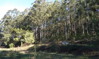 Imagem 4: CHACARA COM REFLORESTAMENTO