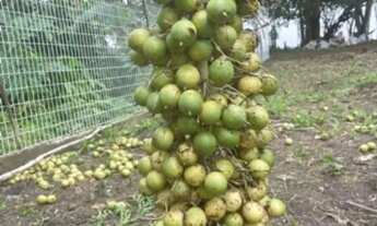 Imagem 6: Vendo Sitio na Comunidade Santa Luzia (Puraquequara)
