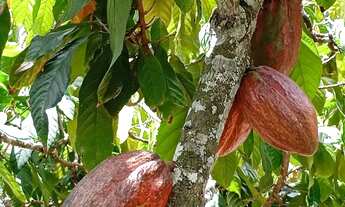 Imagem 4: Sítio Elísio Medrado-BA, CASA REFORMADA