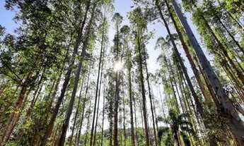 Imagem: Excelente Sítio 23,5 alqueires 568.700m2