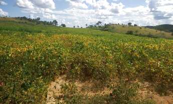 Imagem 3: Fazenda para venda possui 101 Alqueires na Vila Propicio- Go