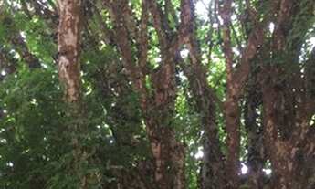 Imagem 3: Imóvel para venda tem 528 m2 em Jardim São Carlos - São Carlos - São Paulo