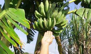 Imagem 5: Sítio Chácara com venda por R$220