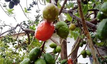 Imagem 2: Loteamento em condomínio Alameda dos Bougainvilles