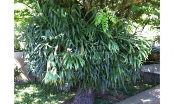 Imagem 7: Rio de Janeiro - Casa de Condomínio - Barra da Tijuca