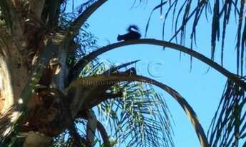 Imagem 3: MAIRIPORA - Sitio - JARDINS