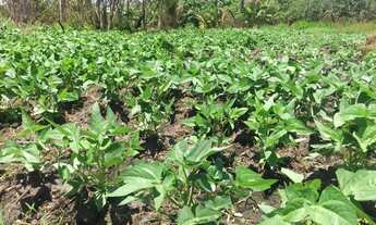 Imagem: Vendo Sítio de 1 Hectare em Horizonte(CE)