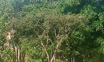 Imagem 2: Lote cercado de 1.460m2