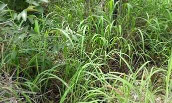 Imagem 2: Fazenda 488ha Paranã Tocantins