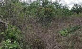 Imagem 3: Terreno para chacara