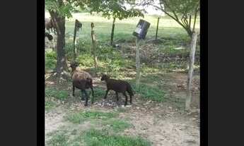 Imagem 4: Vende-se Granja paraíso loteamento ilha bela