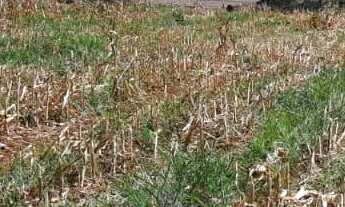 Imagem 3: Sítio ótima oportunidade