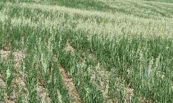 Imagem: Sítio ótima oportunidade