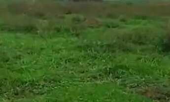 Imagem 4: Fazenda para reserva, reflorestamento, pecuária aceita troca