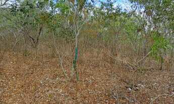 Imagem 6: Vendo 36 tarefas de terra em Itaberaba-BA