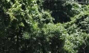 Imagem 6: AREA - DA LAGOA - SP