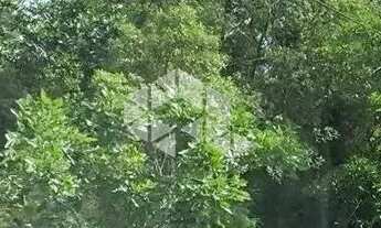 Imagem 5: Terreno com 1.675,00m² A Venda - João Paulo, Florianópolis SC