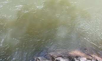 Imagem 3: Vendo Terrenos de 1.000 a 2.500 mt2 no formato de mini chácaras no Engenho das Lajes!!