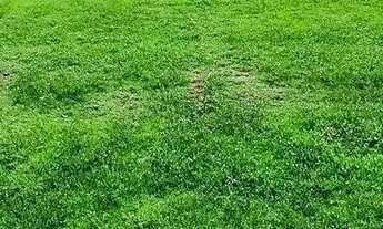 Imagem 7: Terras Alphaville Mirassol - Terreno para venda no Condomínio Terras Alphaville - Mirassol