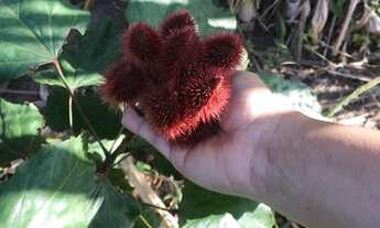 Imagem 6: Sítio Chácara com venda por R$220