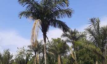 Imagem 6: Terreno top no Janauari c/fundo para o lago à venda. 27.000m² de área (90x300). Analiso pr