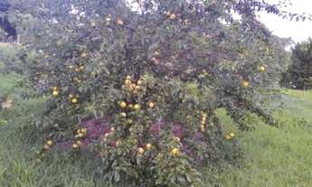 Imagem 2: Granja lindíssima