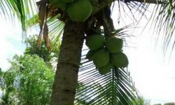 Imagem 6: Vendo Sítio em Aracruz