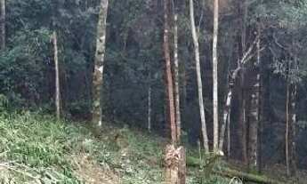 Imagem 4: Terreno Parque Pedra Bau, Campos do Jordão, SP