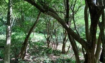 Imagem 5: Chácara 15.000m² , com luz, riacho nos fundos, Jaboticatubas