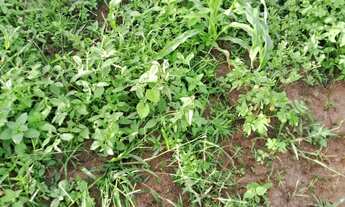 Imagem 2: Vendo ou troco Terreno / lote com venda por R$250.000